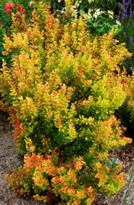 Bild von Berberis